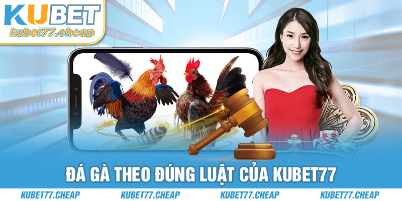  Đá gà theo đúng luật của Kubet77