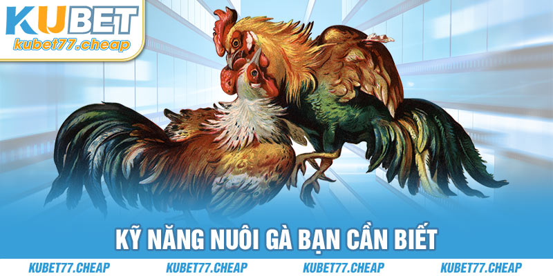 Kỹ năng nuôi gà bạn cần biết