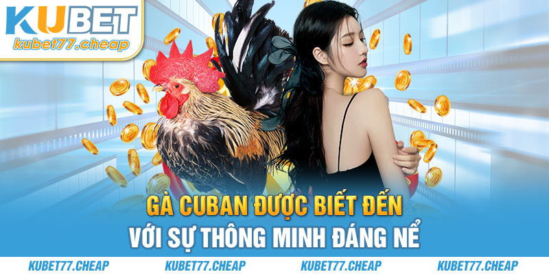 Gà Cuban được biết đến với sự thông minh đáng nể