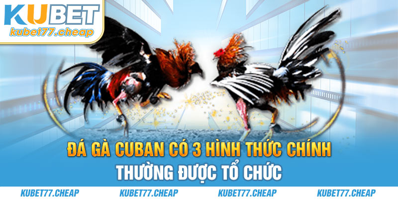 Đá gà Cuban có 3 hình thức chính thường được tổ chức