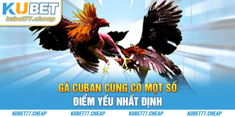 Gà Cuban cũng có một số điểm yếu nhất định có thể tác động đến thế cục trận đấu