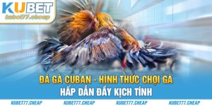 Đá gà Cuban - Hình thức chọi gà hấp dẫn đầy kịch tính
