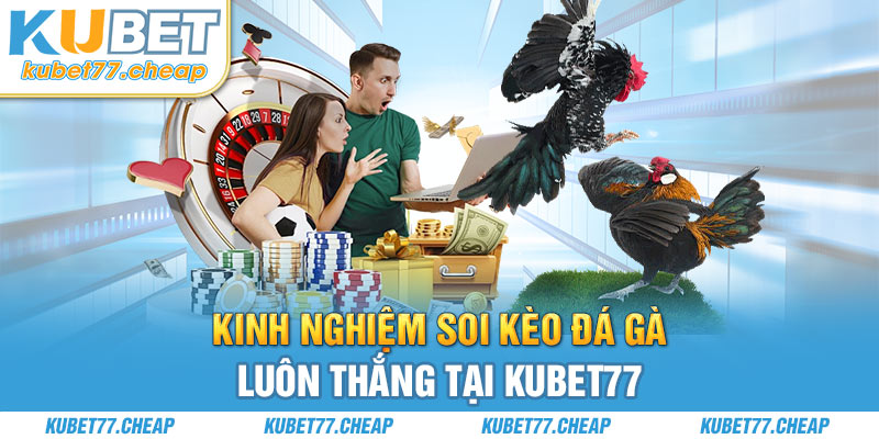 Chia sẻ kinh nghiệm soi kèo đá gà luôn thắng tại KUBET77